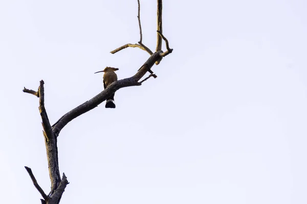 Hoopoe (Upupa epops) pájaro se pega en el árbol . — Foto de Stock