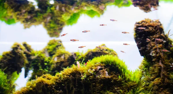 Zwerg-Rasbora (boraras maculatus) schwimmt im Becken. — Stockfoto