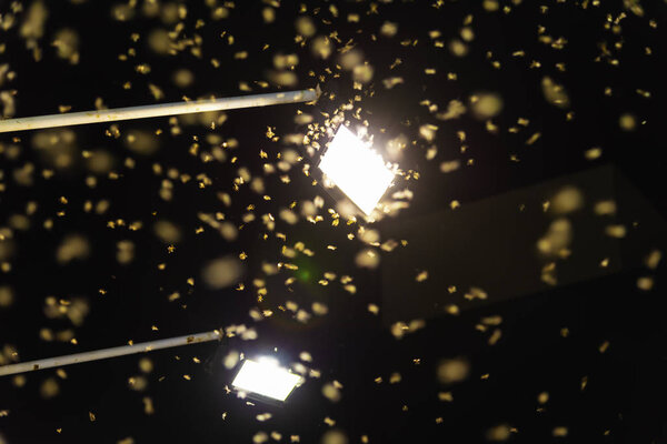  термитная королева, летящая при ярких огнях
.