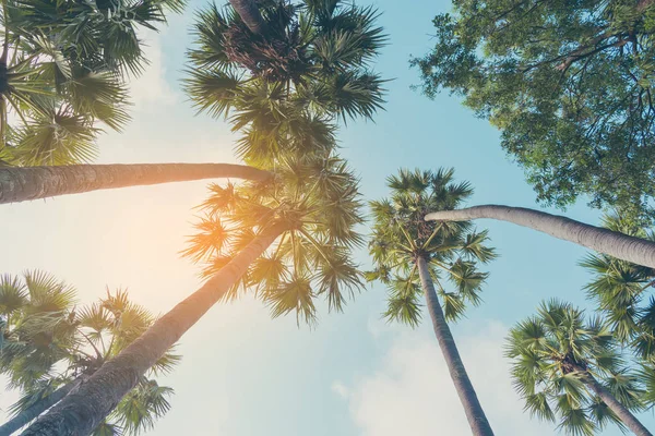 Vintage Tone bild av socker Palm Tree . — Stockfoto