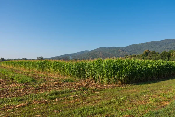 Corn field and mountain in background.