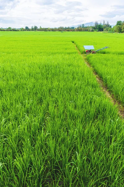 image of beauty sunny day on the rice field with sky and tree in background.(vertical)