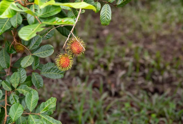 Fattoria rambutant con frutti maturi rossi  . — Foto Stock