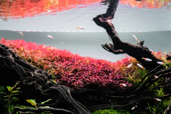 Aquarium de style nature avec une variété de plantes aquatiques . — Photo