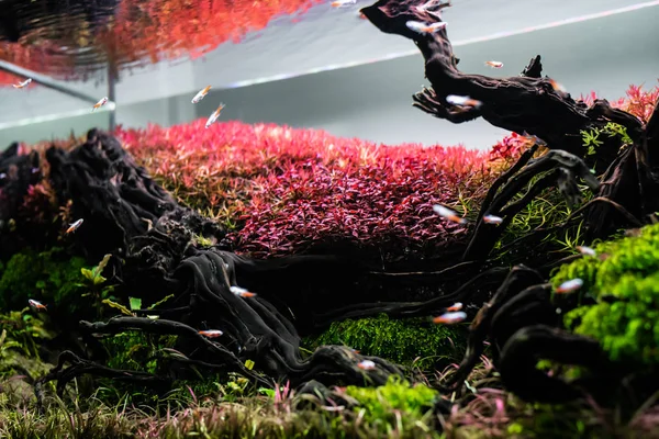 Natuur stijl aquarium tank met een verscheidenheid aan waterplanten. — Stockfoto