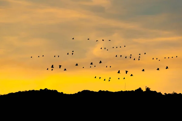 Ptáci a hory se západem slunce . — Stock fotografie