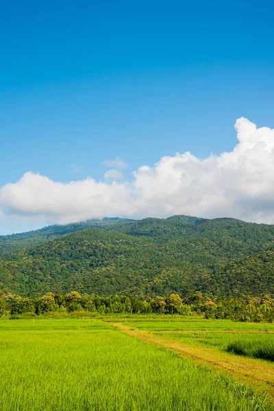 Reisfeld mit Himmel und Berg — Stockfoto