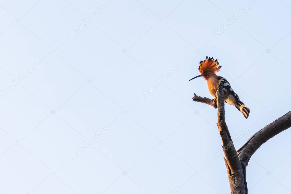 Hoopoe (Upupa epops) bird is sticking on tree.