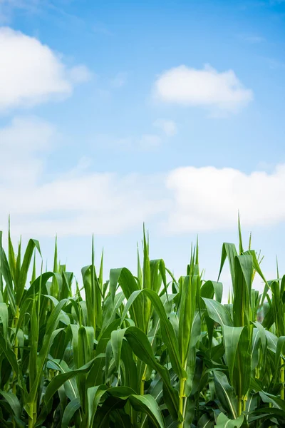 Zbliżenie zielone pole kukurydzy. — Zdjęcie stockowe