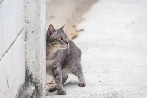 Duvara yakın gri renk Tay kedi standı. — Stok fotoğraf