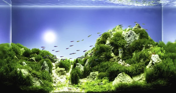 Serbatoio acquario stile natura con piante acquatiche — Foto Stock