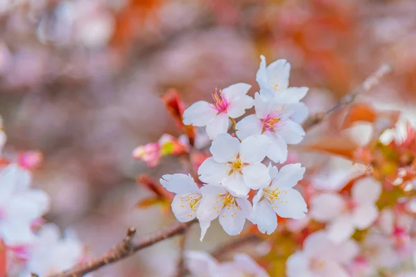 Fiore di sakura rosa (fiore di ciliegio) in Giappone . — Foto Stock