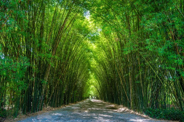Boschetto di bambù foresta con luce del sole del mattino . — Foto Stock