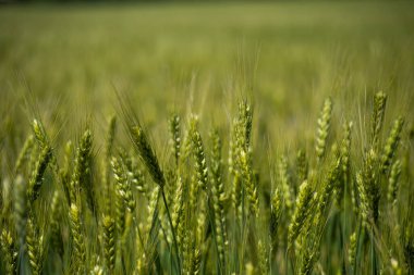 Olgunlaşmamış çavdar tarlası. yeşil kulaklar
