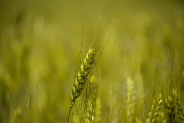 Field Unripe Rye Green Ears — Stock Photo, Image