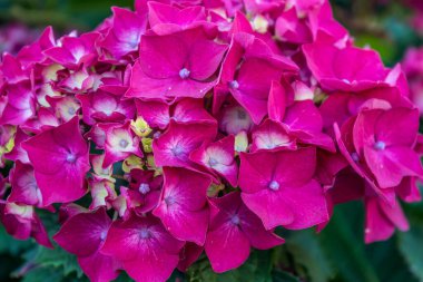 Yaz yeşili bahçe. Parlak pembe renk. Bahar modası. Yeşil yaprak.