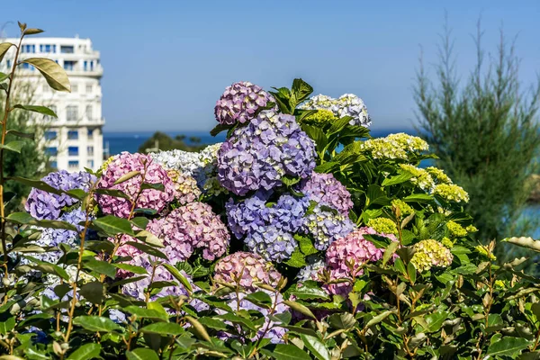 Biarritz 'de çiçek açan Hortensiya çiçekleri. Şehir mimarisi, şehir merkezi, gökdelen. Tatil, tatil. Manzaralı seyahat geçmişi. Sahneyi göster. — Stok fotoğraf