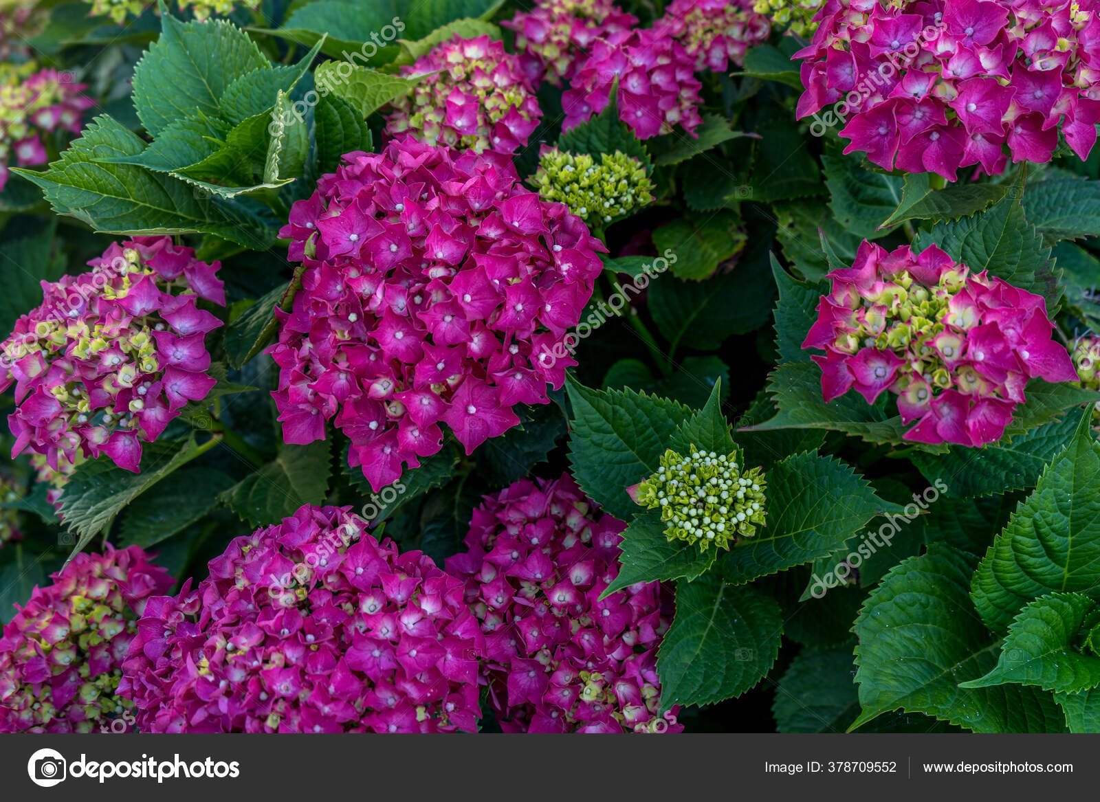 Hortensia Rosada Jardín Verde Verano Color Rosa Brillante Moda Primavera: fotografía de stock © elinaxx1v #378709552 | Depositphotos Hortensia Rosada Jardín Verde Verano Color Rosa Brillante Moda Primavera: fotografía de stock © elinaxx1v #378709552 | Depositphotos