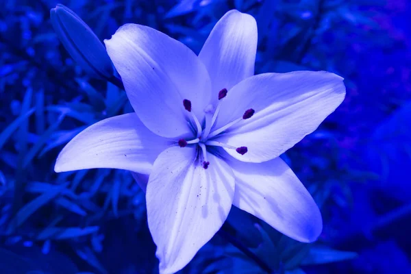 Blooming Lily flower Art macro abstract blue for decorative design. Soft focus