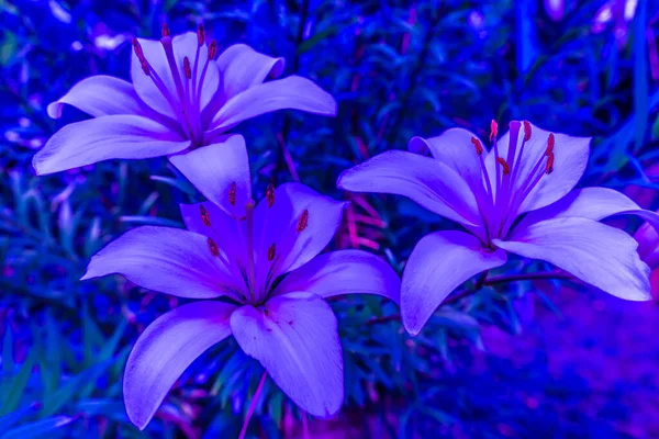 Les fleurs de Lily brillent dans la nuit. Tendance pour la décoration design. Modèle moderne abstrait. Design moderne. Design floral tendance . — Photo