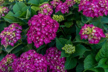 Pembe ortanca. Yaz yeşili bahçe. Parlak pembe renk. Bahar modası. Yeşil yaprak.
