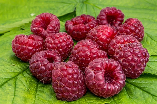 Framboos op een groene bladeren close-up macro. Natuur achtergrond. Vers fruit. — Stockfoto