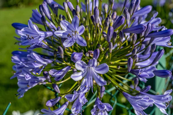 Allium Polyanthum Cebola Violeta Vista Macro Close Cebola Florescente Com — Fotografia de Stock