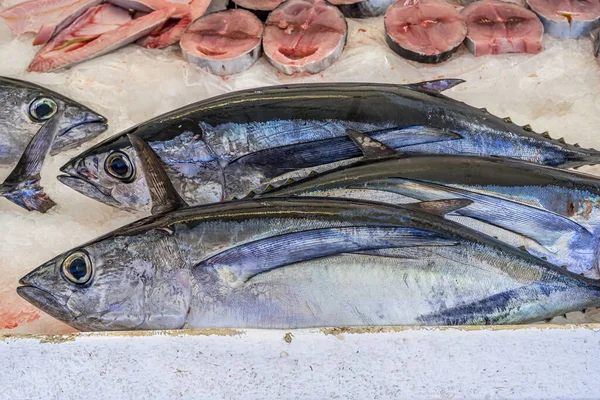 Tonijnmarkt Zeeoceaan Rode Vis Witte Ijsachtergrond Zeevissen Gedeelte Vis — Stockfoto