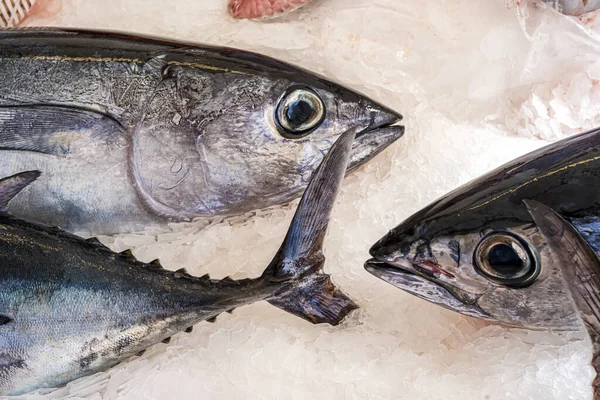 Close Van Tonijnmarkt Witte Achtergrond Gezonde Verse Voeding Zeeoceaan Gezond — Stockfoto