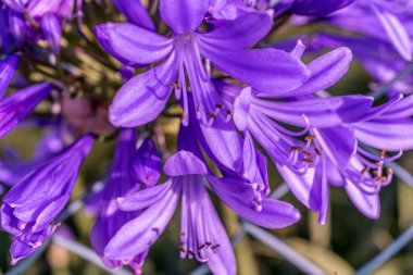 Allium Polyanthum menekşe soğanı. Yeşil bulanık arkaplan ile çiçek açan soğanın makro görüntüsü. 