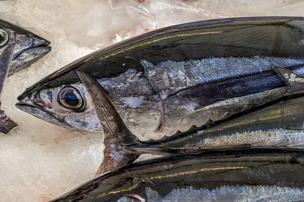 Closeup of Tuna fish market on white background. Healthy fresh nutrition. Sea ocean. Healthy food.