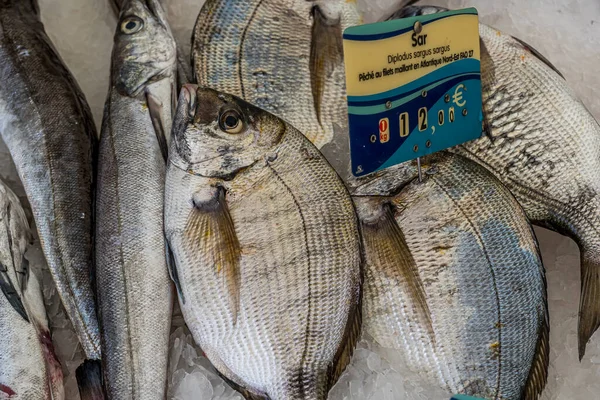 Capbreton, Frankrijk. 27.06.2020. Close-up van heek en zeebrasem op een vismarkt op witte achtergrond. Gezonde verse voeding. Zeeoceaan. Gezond voedsel. — Stockfoto