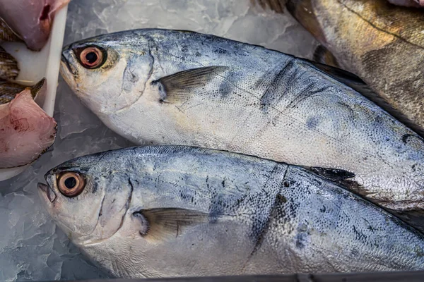 Sar fish op een Franse vismarkt. Verschillende soorten verse vis. — Stockfoto