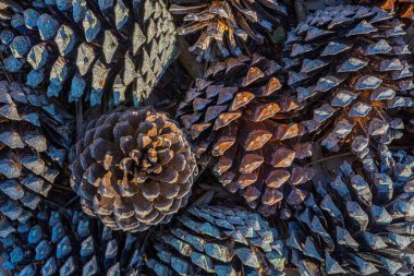 Köy tarzında çam kozalağı. Xmas yeni yıl kartı geçmişi. Kış ormanı Mutlu Noeller kartı..