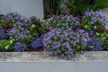 Yumuşak odak arkaplanı. Farklı çiçeklerin güzel yakın çekimi. Yeşil arka planda taze bir bahçe. Çiçek tasarımı makro.