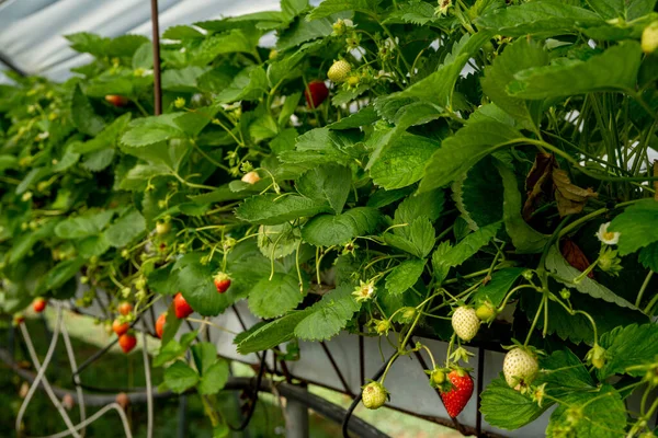 Frische Bio-Erdbeeren aus nächster Nähe. Erdbeeren werden kommerziell angebaut. — Stockfoto