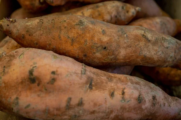 Organic Sweet Potatoes. Raw Whole Sweet Potatoes Yams, Fresh Healthy Root Vegetable