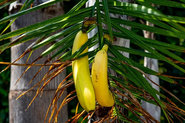 Μπανάνες ώριμες δεμένες σε διακοσμητικό φοίνικα. — Φωτογραφία Αρχείου