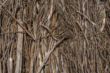 Kuru çit. Güzel, kırsal bir yakın çekim. Ahşap doku, soyut ahşap zemin. Arkaplan dokusu eski.