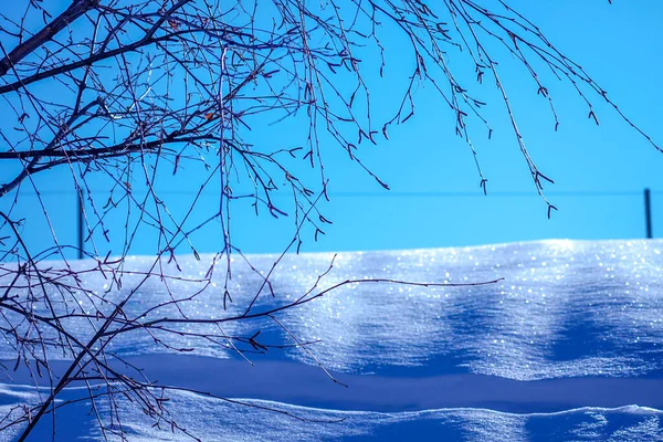 Piękny widok na zjeżdżalnię. Drzewo na pierwszym planie. Błyszczący niebieski śnieg tło — Zdjęcie stockowe