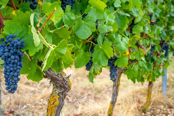 Uvas de muscat escuras maduras com fundo de folhas. Fundo de foco suave. — Fotografia de Stock