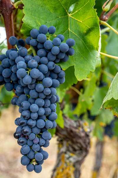 Close Cachos Uvas Vinho Tinto Maduro Videira Foco Seletivo Foto — Fotografia de Stock