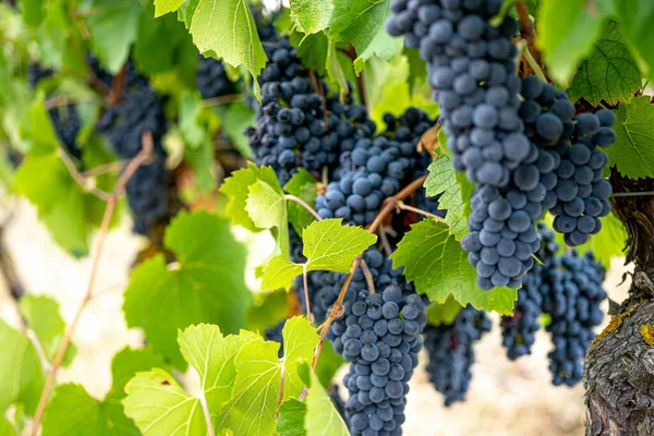 Uvas Mascate maduras escuras com fundo de folhas. Foco seletivo. — Fotografia de Stock