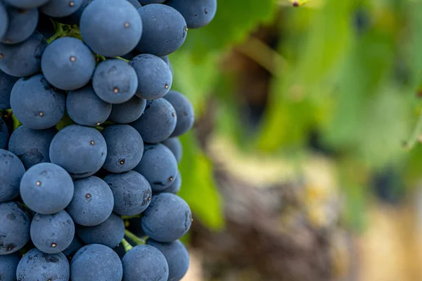 Macro close-up de cachos de uvas de vinho tinto maduro em videira. Foco suave. Fundo de queda — Fotografia de Stock