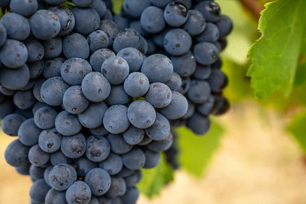 Macro close-up de cachos de uvas de vinho tinto maduro em videira. Foco suave. Fundo de queda — Fotografia de Stock