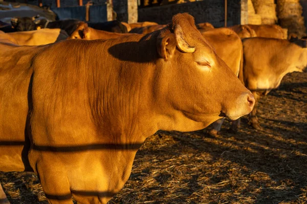 Vaca marrom doméstica fechar foto. Retrato de uma vaca cultivada para carne orgânica na fazenda ao ar livre. — Fotografia de Stock