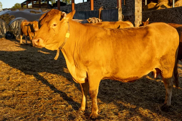 Vaca marrom doméstica fechar foto. Retrato de uma vaca cultivada para carne orgânica na fazenda ao ar livre. — Fotografia de Stock