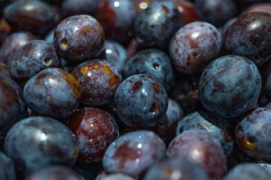 Taze erikler. Makro yakın plan. Eko Süpermarket. Bir sürü güzel mavi erik. Sonbahar hasadı. Seçici odak