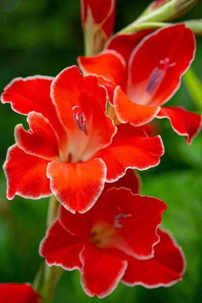Glorious Scarlet with white border gladiolus with blurred green background blooming in the garden. Selective focus