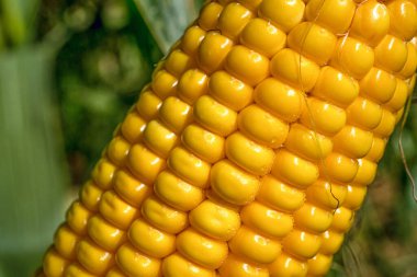 Mısır tarlasının sapına yakın mısırlar. Koçanlarda taze mısır. 